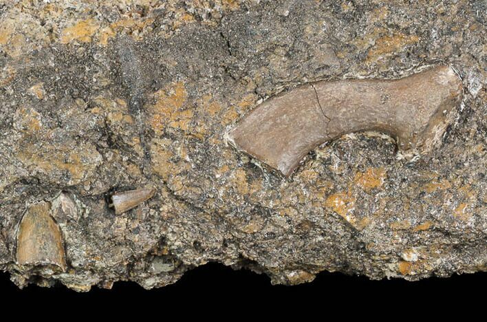 Two Fossil Crocodile Teeth And Limb Bone Section - Texas #116736